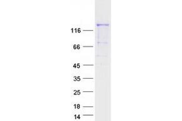 PCDH12 Protein (Myc-DYKDDDDK Tag)