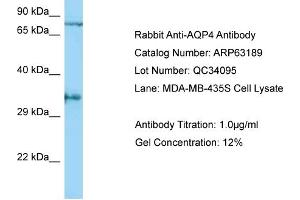 Western Blotting (WB) image for anti-Aquaporin 4 (AQP4) (C-Term) antibody (ABIN2789408) (Aquaporin 4 anticorps  (C-Term))