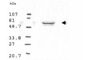 Western blot analysis using Anti-Cyclin B1 antibody to detect Human Cyclin B1 present in asynchronous HN30 cell lysates. (Cyclin B1 anticorps)