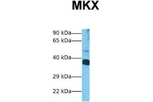 Host:  Rabbit  Target Name:  MKX  Sample Tissue:  Human HepG2  Antibody Dilution:  1. (MKX anticorps  (Middle Region))