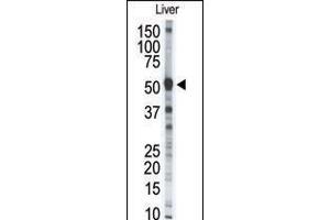 Western blot analysis of anti-MMP8 Pab in mouse liver tissue lysate (35ug/lane). (MMP8 anticorps  (AA 286-315))