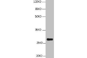 All Lanes:Mouse anti BCL2L1 Monoclonal antibody at 1 μg/mL Lane 1:HepG2 whole cell lysate Secondary Goat polyclonal to Mouse IgG at 1/5000 dilution Predicted band size:26,27,19kd Observed band size:26KD (BCL2L1 anticorps)