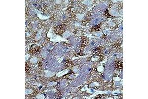 Immunohistochemical analysis of GAP43 staining in rat brain formalin fixed paraffin embedded tissue section. (GAP43 anticorps)