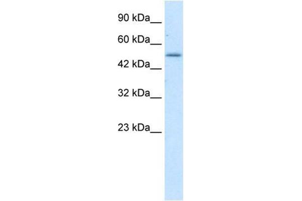 ZNF683 anticorps  (N-Term)