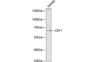 Western blot analysis of extracts of SW480 cells, using CRY1 antibody (ABIN6130203, ABIN6139061, ABIN6139064 and ABIN6217742) at 1:1000 dilution. (CRY1 anticorps  (AA 1-255))