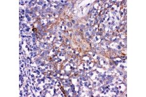 IHC-P: CD244 antibody testing of human tonsil tissue (2B4 anticorps  (C-Term))