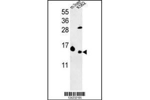 Western blot analysis in K562 cell line and mouse liver tissue lysates (35ug/lane). (RPL37 anticorps  (C-Term))