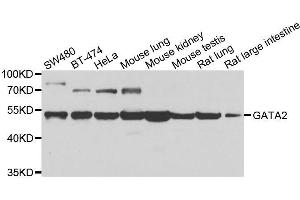 Western blot analysis of extracts of various cell lines, using GATA2 antibody. (GATA2 anticorps  (AA 1-300))