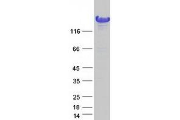 HECW2 Protein (Myc-DYKDDDDK Tag)