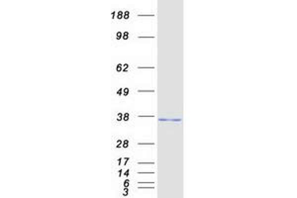 RASD2 Protein (Myc-DYKDDDDK Tag)