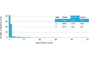 Analysis of Protein Array containing more than 19,000 full-length human proteins using CD80 Mouse Monoclonal Antibody (C80/2776) Z- and S- Score: The Z-score represents the strength of a signal that a monoclonal antibody (Monoclonal Antibody) (in combination with a fluorescently-tagged anti-IgG secondary antibody) produces when binding to a particular protein on the HuProtTM array. (CD80 anticorps  (AA 35-142))