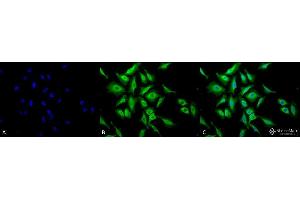 Immunocytochemistry/Immunofluorescence analysis using Chicken Anti-Hsp70 Polyclonal Antibody . (HSP70 anticorps  (Atto 594))
