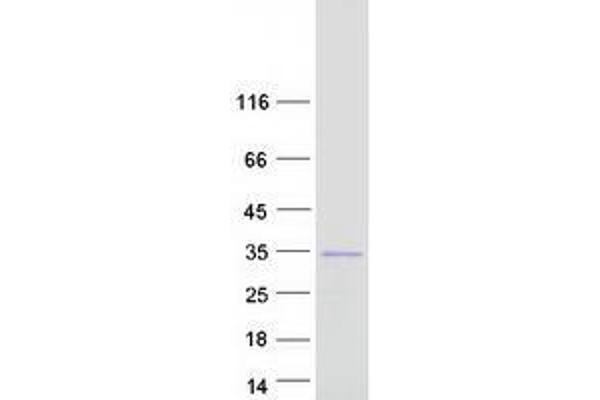 UNC119B Protein (Myc-DYKDDDDK Tag)