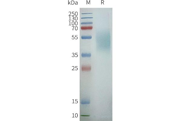 CXCR7 Protéine