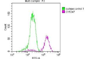 Overlay histogram showing Jurkat cells stained with ABIN7127667 (red line) at 1:50. (Recombinant PARP1 anticorps)