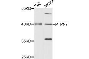 Western blot analysis of extracts of various cell lines, using PTPN7 antibody (ABIN5972224) at 1/1000 dilution. (PTPN7 anticorps)