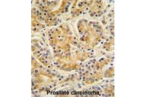 Immunohistochemistry (IHC) image for anti-MOB1, Mps One Binder Kinase Activator-Like 1B (MOBKL1B) antibody (ABIN3003175) (MOB1A anticorps)