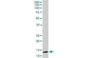 Western Blotting (WB) image for anti-Mitochondrial Import Receptor Subunit TOM20 homolog (TOMM20) (AA 1-145) antibody (ABIN564225)