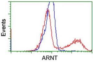 Image no. 2 for anti-Aryl Hydrocarbon Receptor Nuclear Translocator (ARNT) antibody (ABIN1496730) (ARNT anticorps)