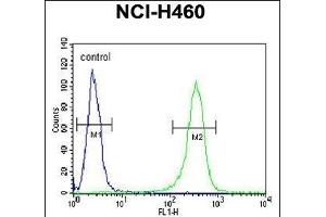 Z Antibody (N-term) (ABIN653708 and ABIN2843024) flow cytometric analysis of NCI- cells (right histogram) compared to a negative control cell (left histogram). (ZNF473 anticorps  (N-Term))