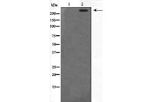 Western blot analysis on HeLa cell lysate using DNA-PK Antibody,The lane on the left is treated with the antigen-specific peptide. (PRKDC anticorps  (Internal Region))