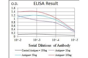 Image no. 3 for anti-Recombination Activating Gene 1 (RAG1) antibody (ABIN1491682) (RAG1 anticorps)