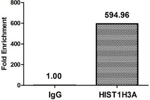 Chromatin Immunoprecipitation Hela (4*10 6 , treated with 30 mM sodium butyrate for 4h) were treated with Micrococcal Nuclease, sonicated, and immunoprecipitated with 5 μg anti-HIST1H3A (ABIN7139179) or a control normal rabbit IgG. (HIST1H3A anticorps  (acLys36))