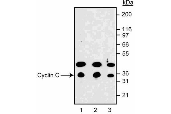 Cyclin C anticorps  (AA 290-303)