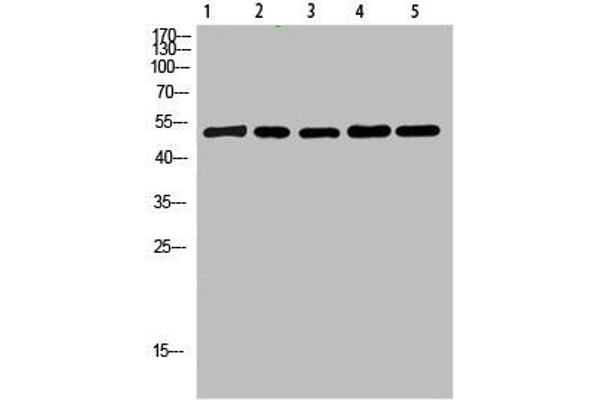 Cytochrome b anticorps  (AA 331-380)