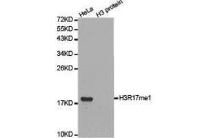 Western blot analysis of extracts of HeLa cell line and H3 protein expressed in E. (Histone 3 anticorps  (H3R17me))