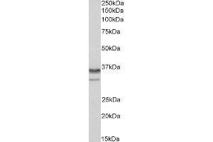 ABIN4902662 (0. (HNRNPA2B1 anticorps)