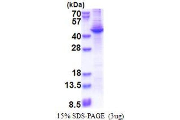 APOA5 Protein (AA 24-366) (His tag)