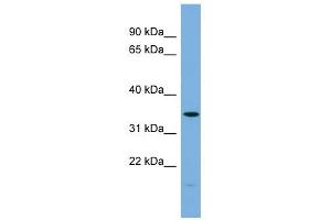 PLSCR1 antibody used at 1 ug/ml to detect target protein. (PLSCR1 anticorps  (N-Term))