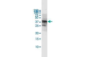 Western Blot detection against Immunogen (53. (CD80 anticorps  (AA 1-288))