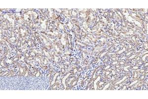 Immunohistochemistry of paraffin-embedded Mouse kidney tissue using CYCS Monoclonal Antibody at dilution of 1:200. (Cytochrome C anticorps)