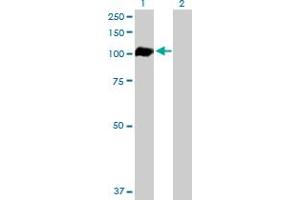Western Blot analysis of AHR expression in transfected 293T cell line by AHR MaxPab polyclonal antibody. (Aryl Hydrocarbon Receptor anticorps  (AA 1-848))
