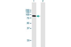 Western Blot analysis of DLL1 expression in transfected 293T cell line by DLL1 MaxPab polyclonal antibody. (DLL1 anticorps  (AA 1-723))