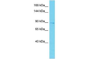 Host: Rabbit Target Name: EPS15L1 Sample Type: Placenta lysates Antibody Dilution: 1. (EPS15L1 anticorps  (C-Term))