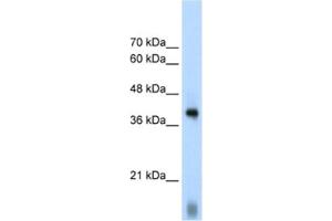 Western Blotting (WB) image for anti-Eukaryotic Translation Initiation Factor 2 Subunit 1 (EIF2S1) antibody (ABIN2462161) (EIF2S1 anticorps)