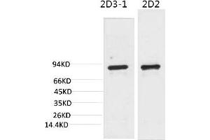 Western blot analysis of 1) 3T3, 2) Rat LiverTissue with PI3 Kinase P85α Mouse mAb diluted at 1:2000. (PIK3R1 anticorps)