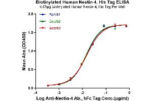 ELISA image for Poliovirus Receptor-Related 4 (PVRL4) (AA 32-351) protein (His-Avi Tag,Biotin) (ABIN7275314)