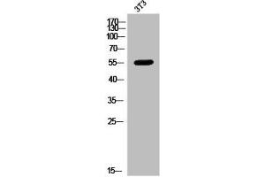 Western Blot analysis of 3T3 cells using MMP-8 Polyclonal Antibody (MMP8 anticorps  (C-Term))