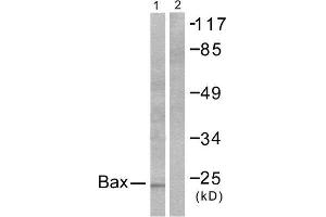 Western Blotting (WB) image for anti-BCL2-Associated X Protein (BAX) (N-Term) antibody (ABIN1848439) (BAX anticorps  (N-Term))