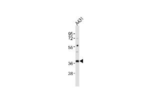 Western Blotting (WB) image for anti-MHC Class I Polypeptide-Related Sequence A (MICA) (AA 68-97) antibody (ABIN652566)