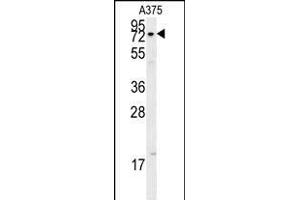 XRCC1 Antibody (Center) (ABIN651735 and ABIN2840381) western blot analysis in  cell line lysates (15 μg/lane). (XRCC1 anticorps  (AA 407-435))