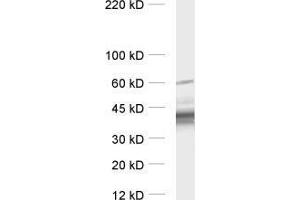 Western Blotting (WB) image for anti-GalphaO 1/2 antibody (ABIN1742532) (GalphaO 1/2 anticorps)