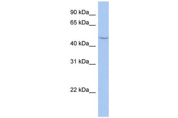 CYP27C1 anticorps  (Middle Region)