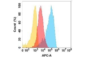 CD164 protein is highly expressed on the surface of Expi293 cell membrane. (CD164 anticorps)