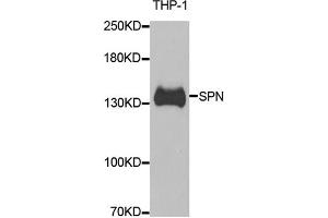 Western blot analysis of extracts of THP-1 cells, using SPN antibody. (CD43 anticorps)