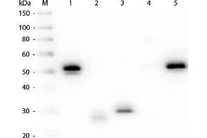 Western Blotting (WB) image for Mouse anti-Rabbit IgG (Heavy & Light Chain) antibody (TRITC) - Preadsorbed (ABIN101923)